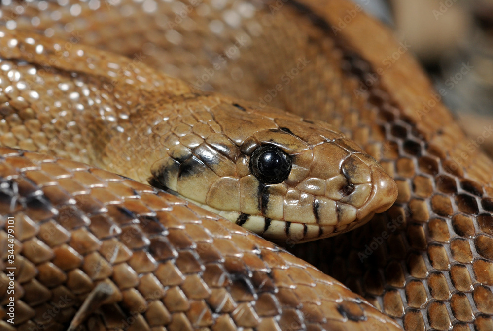 Ladder snake / Treppennatter (Zamenis scalaris, Rhinechis scalaris