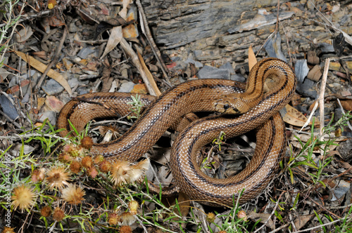 Ladder snake / Treppennatter (Zamenis scalaris, Rhinechis scalaris, Elaphe scalaris) - Algarve, Portugal photo