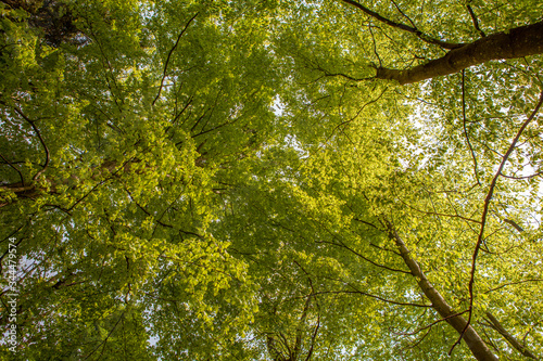 Baumkronen im Wald