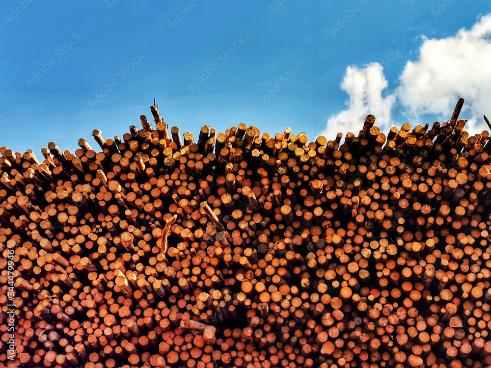 Log tree trunks on a pile