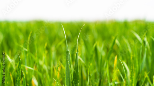 Close up on blades on grass as a new seasons crop beginning to grow