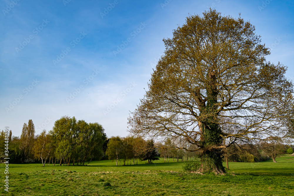 Large tree standing tall in a country park in the UK Large tree standing tall in a country park in the UK