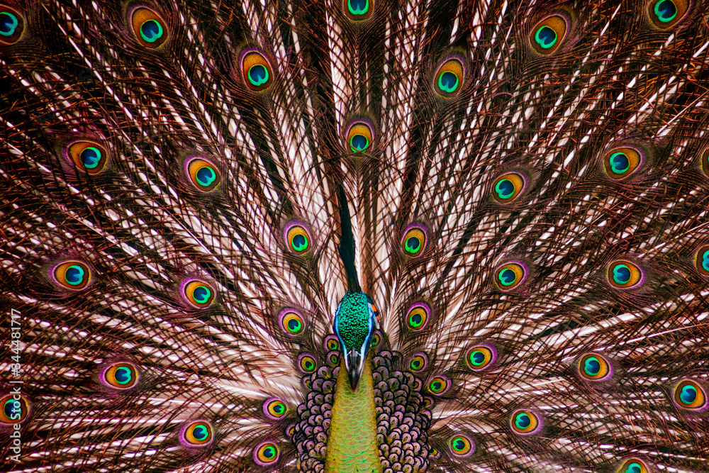 Fototapeta premium The beautiful peafowl and its majestic tail