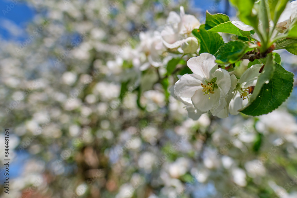 blooming apple tree in the garden. Spring time blooming apple tree in the garden. Spring time