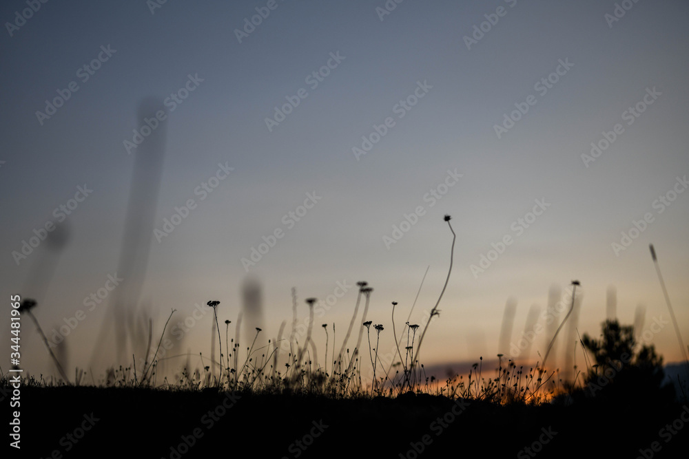 Flowerbed illuminated by the setting sun behind a mountain range Flowerbed illuminated by the setting sun behind a mountain range