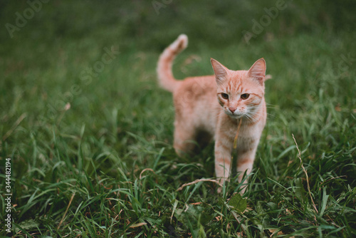 A red cat walking in the green grass   © Natalia