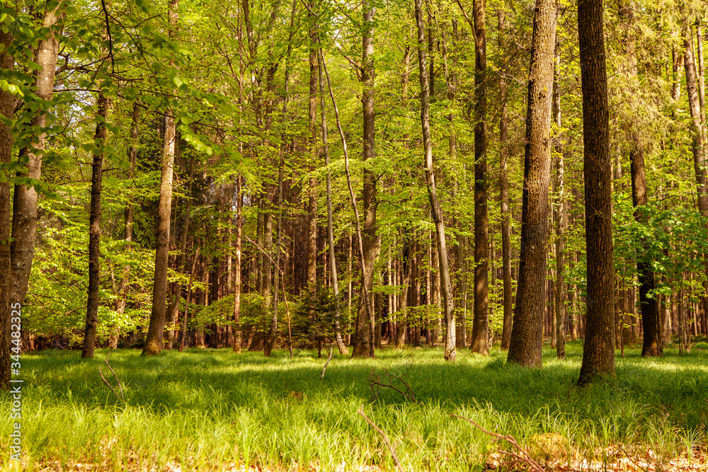 Fototapeta premium Deutscher Wald