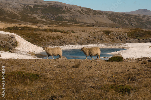 Two sheep walking inline in a fjord in Iceland