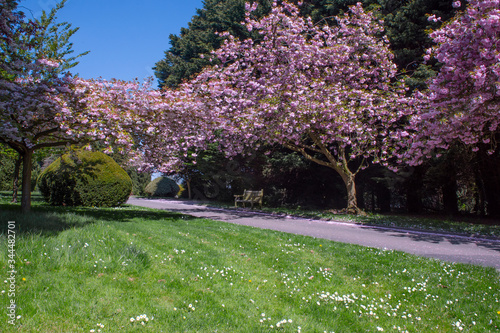A single lane road in a park, with a beautiful tree full of pink blossom, with a blue sky, grass with wild flowers and a topiary