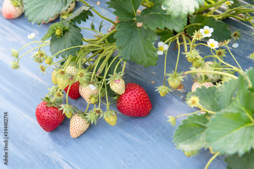 Strawberry farm on wind turbines farm in Khao Kho District  Phetchabun  Thailand