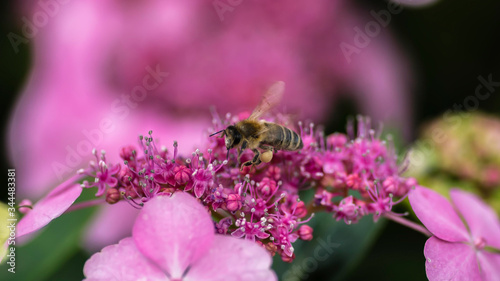 Honey bee licking flowers in a park in Zurich Switzerland  © Cangavi