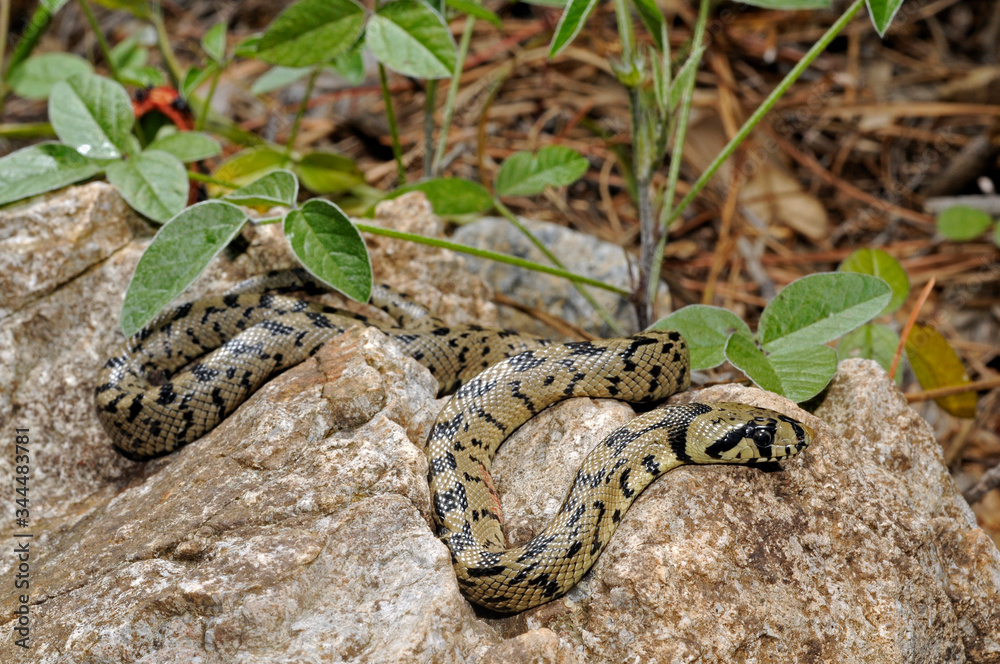 juvenile Ladder snake / junge Treppennatter (Zamenis scalaris