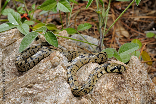 juvenile Ladder snake / junge Treppennatter (Zamenis scalaris, Rhinechis scalaris, Elaphe scalaris) - Algarve, Portugal photo