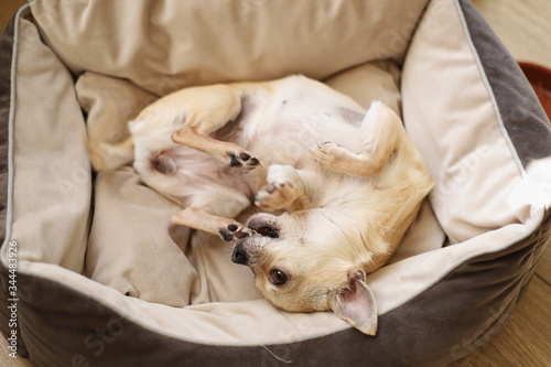 Closeup portrait of small funny beige mini chihuahua dog, puppy