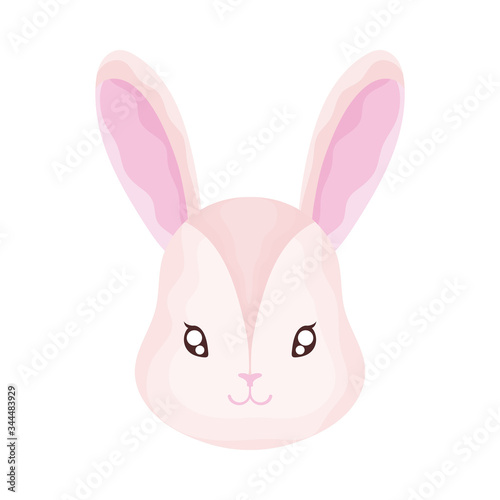 head of cute cat on white background, feline domestic