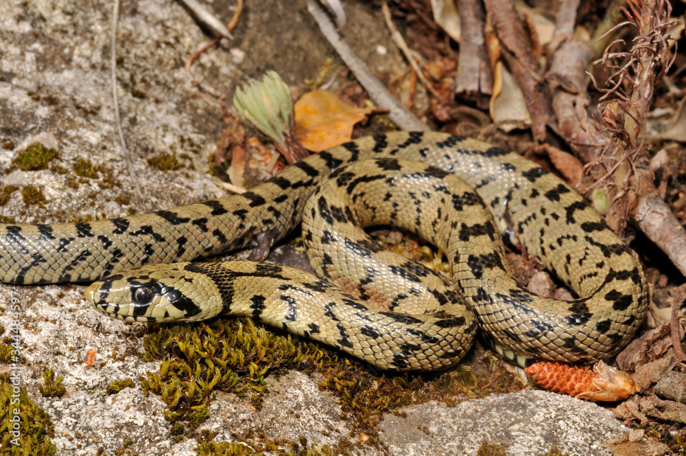 juvenile Ladder snake / junge Treppennatter (Zamenis scalaris