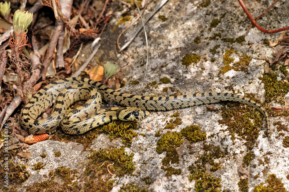 juvenile Ladder snake / junge Treppennatter (Zamenis scalaris