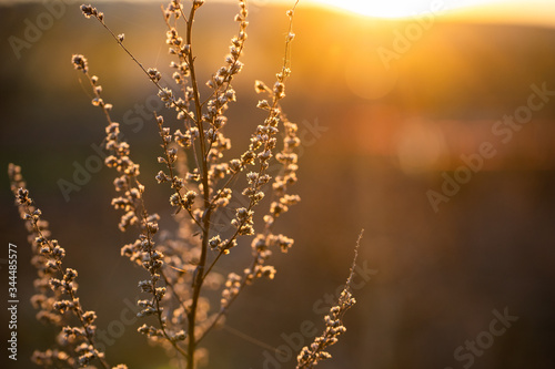 abstract background of blurred nature at sunset