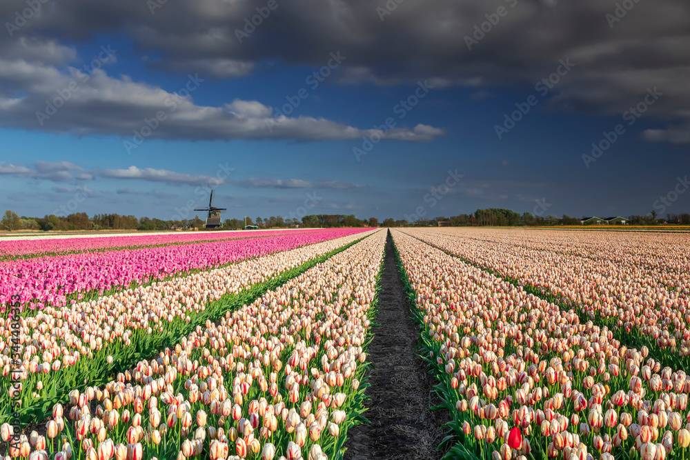 tulip field and Dutch windmill in springtime tulip field and Dutch windmill in springtime