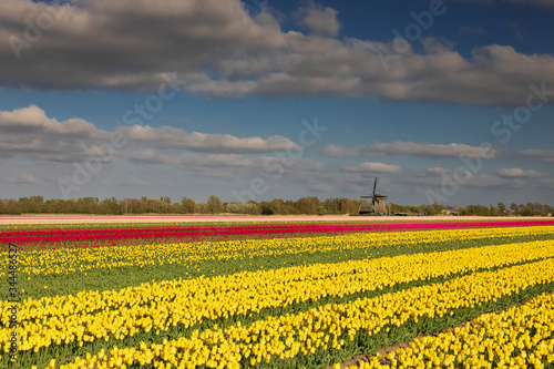 red and yellow tulips and Dutch windmill in sunshine