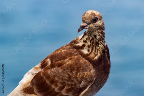 Como, Italy - August 22 2019: Portrait of Dove with blue sky background