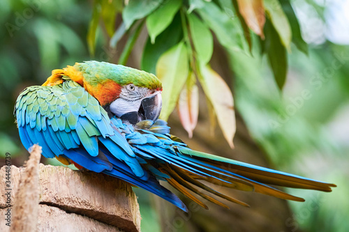 Canvastavla Blue-and-yellow macaw sitting on a branch and preening (Ara ararauna), exotic bi