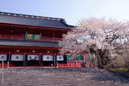 日光山輪王寺 三仏堂と金剛桜（国天然記念物）