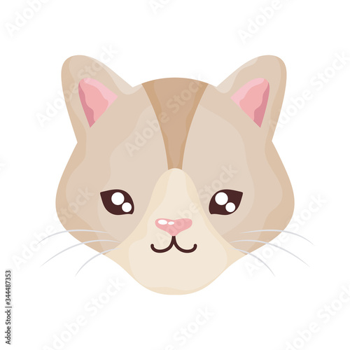 head of cute cat on white background, feline domestic