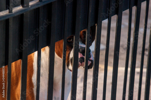 Buenos Aires, Argentina - June 24 2018: Dog behind house gate
