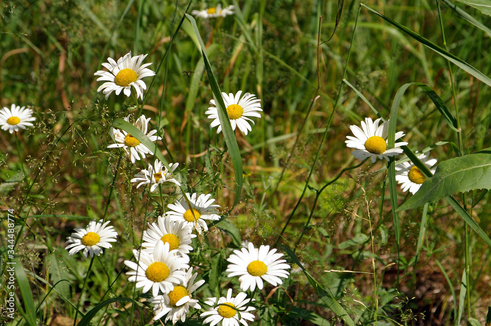 white camomile in the grass white camomile in the grass