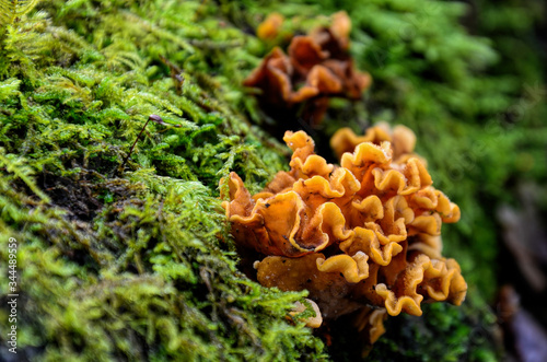 Hairy Curtain Crust fungi