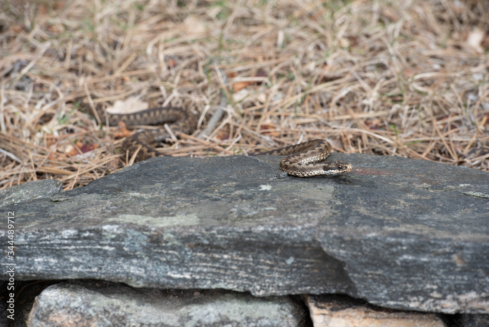 Viper on a journey looking for sunshine or something to eat Viper on a journey looking for sunshine or something to eat