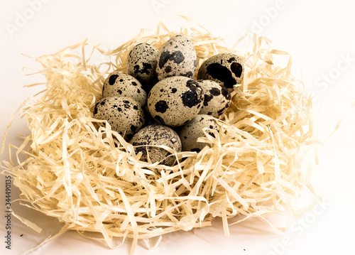 Colored quail eggs in the nest