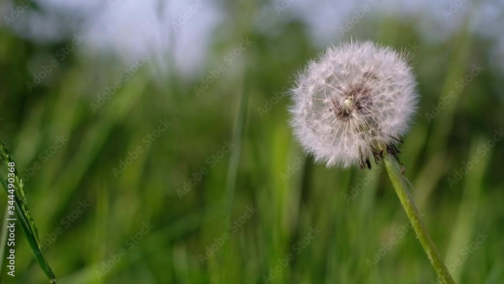 Dandelion in the wind Dandelion in the wind