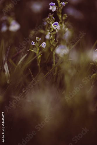 Wilde lila Miniblumen im Gras