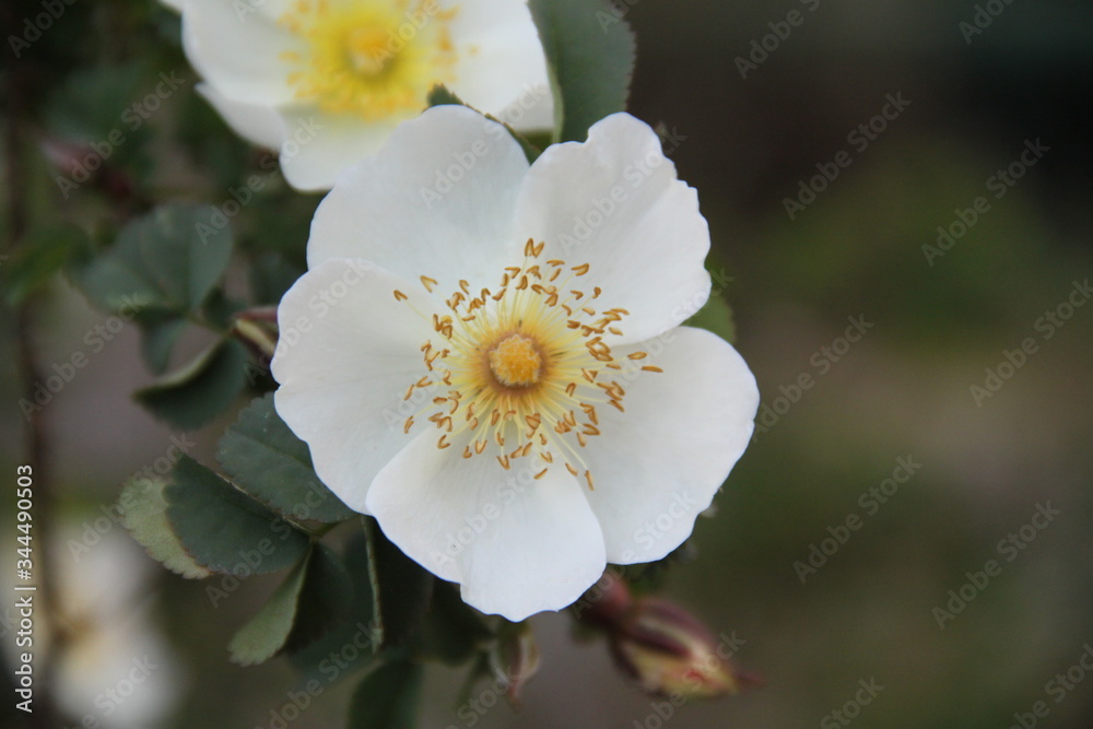White wild rose perennial plant