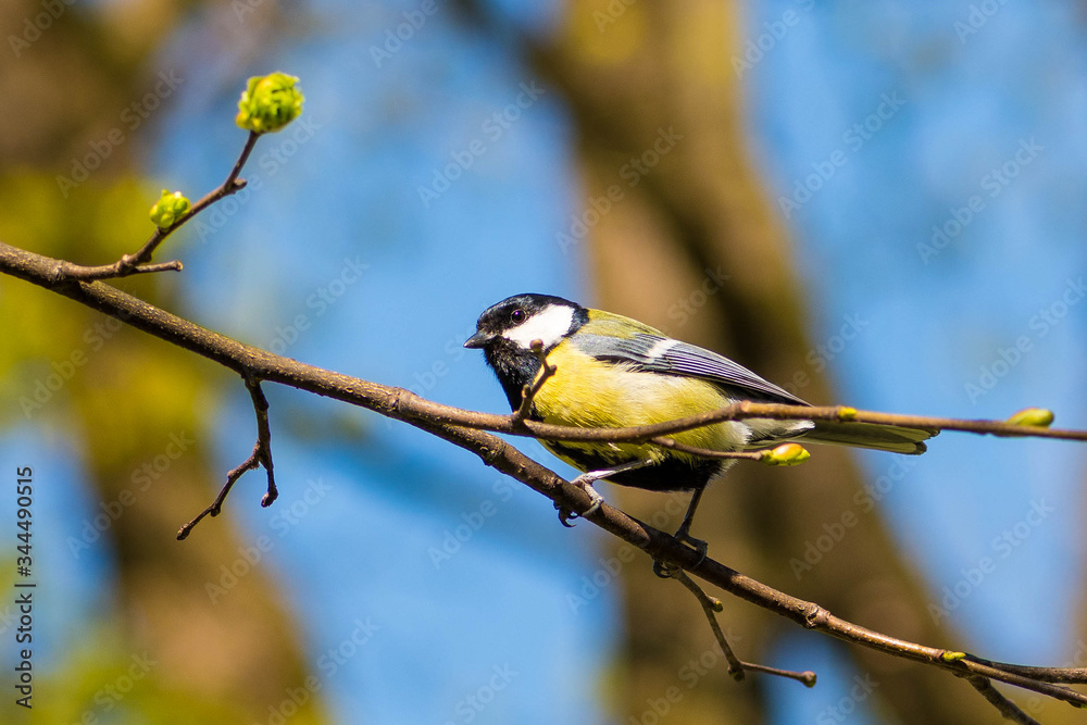 Beautiful bird on a blossom tree branch. Great tit, passerine bird in the tit family Paridae Beautiful bird on a blossom tree branch. Great tit, passerine bird in the tit family Paridae