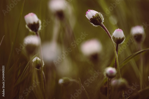 Gänseblümchen in grünem Gras
