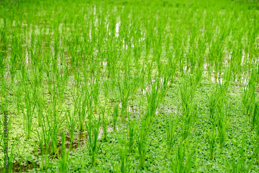 Obraz premium The sprouts of the rice plantations of Asia. Young rice seedlings in a water-filled field. The photo was taken in close-up. Natural Eco background.