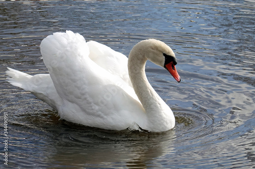Mute swan  Cygnus olor  swimming in a lake.