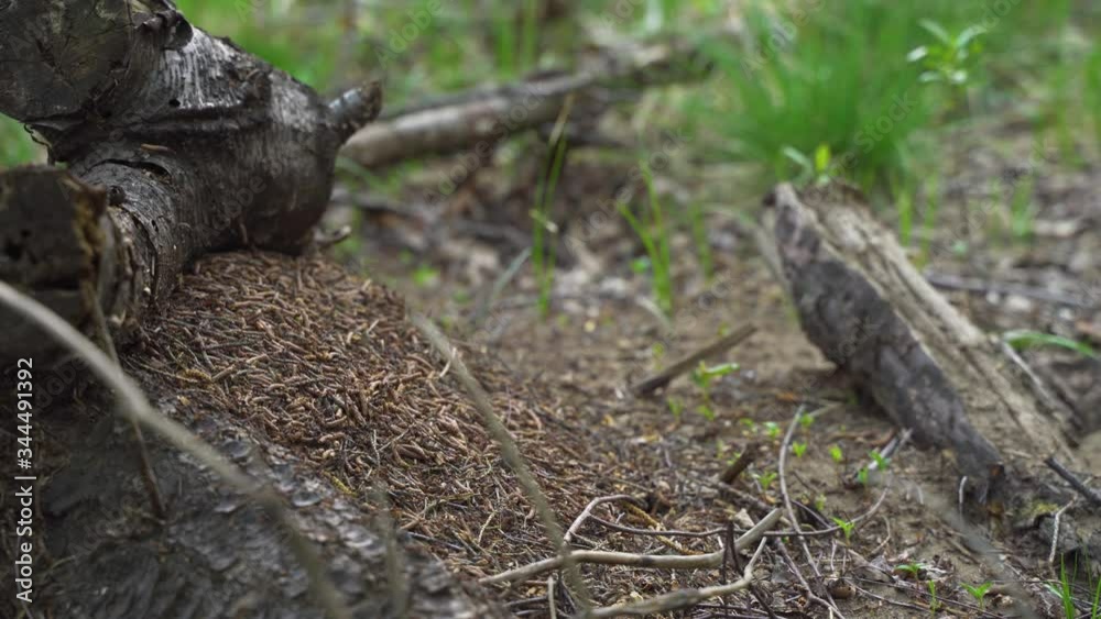 Red ants on the anthill in the forest Red ants on the anthill in the forest