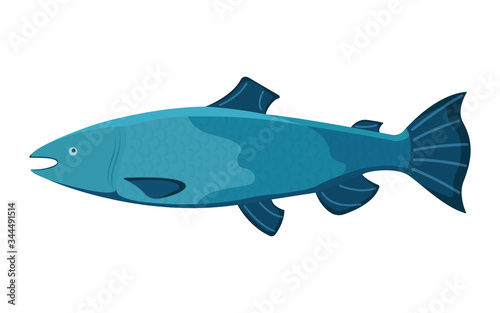 Fresh fish, cartoon style isolated on white, flat vector illustration salmon. Concept minnow seafood. Sea product for sushi, omega 3 foodstuff.
