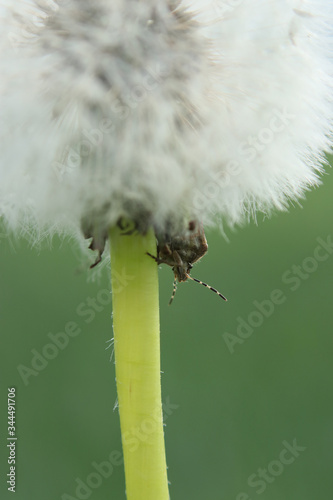 Glance of a bug © Max Kohlenberg