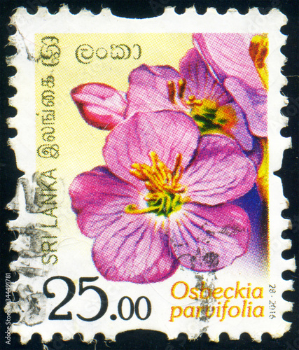 SRI LANKA - CIRCA 2016: stamp 25 Sri Lankan rupees printed by Democratic Socialist Republic of Sri Lanka, shows flowering plant Osbeckia parvifolia, flora, circa 2016 photo