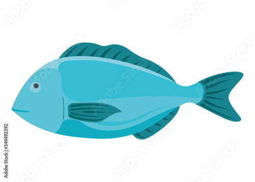 Fresh fish, cartoon style flat vector illustration dorada. Concept minnow seafood. Sea product for sushi, omega 3 foodstuff.