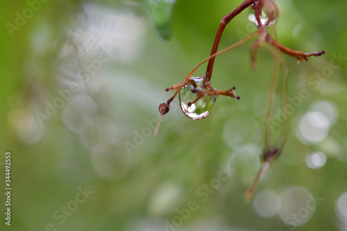 Water droplets on the branches after the rain
