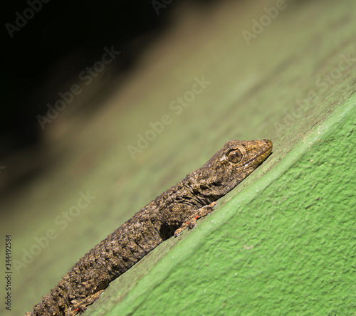 Tarentola Mauritanica also known as a Common Wall or Moorish Gecko photo