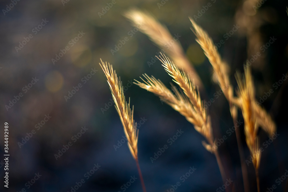 evening wheat