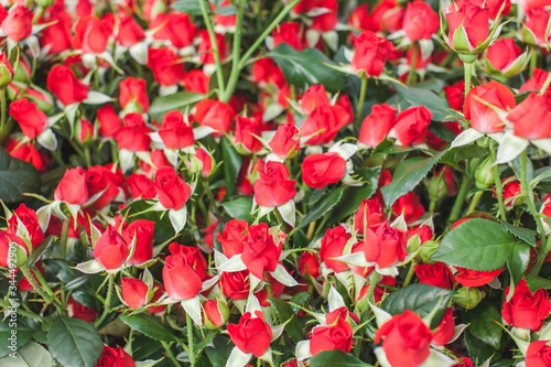 Hot red rose on flowerbed background