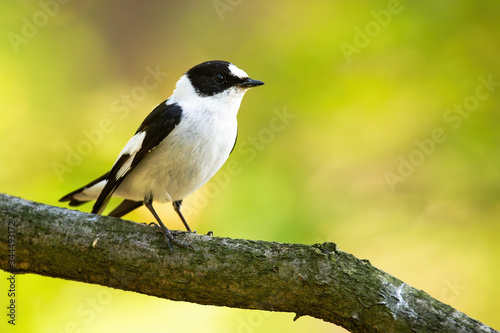 Adult european pied flycatcher, ficedula hypoleuca, observing the sunny surroundings of the summer countryside. Small male bird with black and white plumage sitting on the branch and hunting.